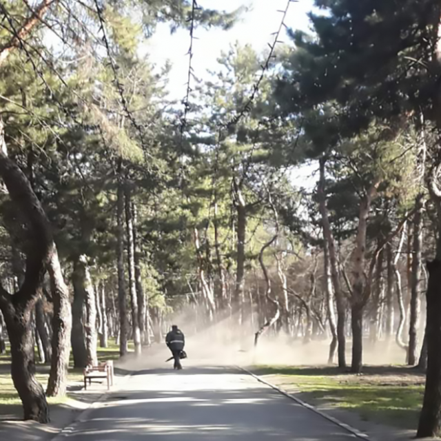 Днепряне просят не пылесосить в парке "Сосенки". Новости Днепра