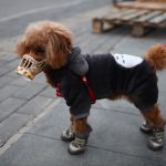 Карантин в Днепре: появились объявления о сдаче собак в аренду