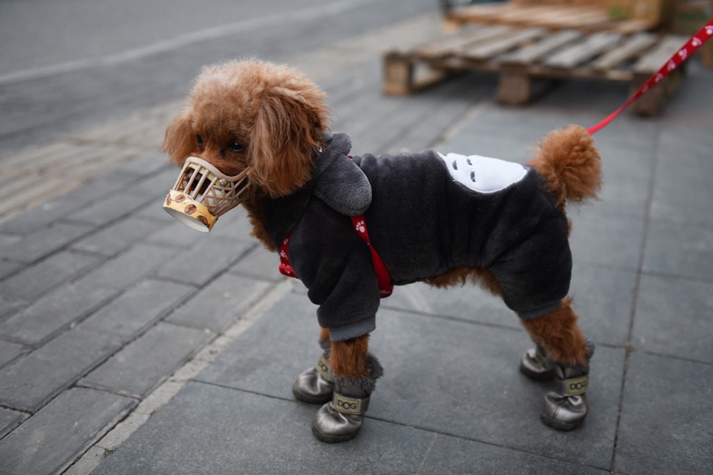 Карантин в Днепре: на OLX предлагают погулять с собакой за деньги