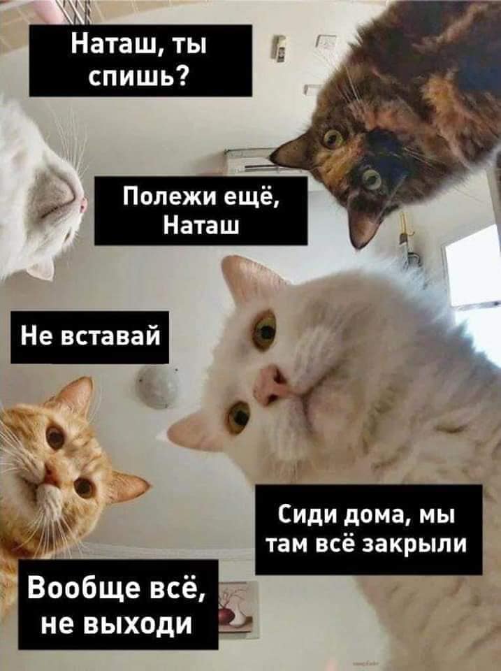Коронавирус в Украине: топ-10 мемов о Наташе, котах и карантине