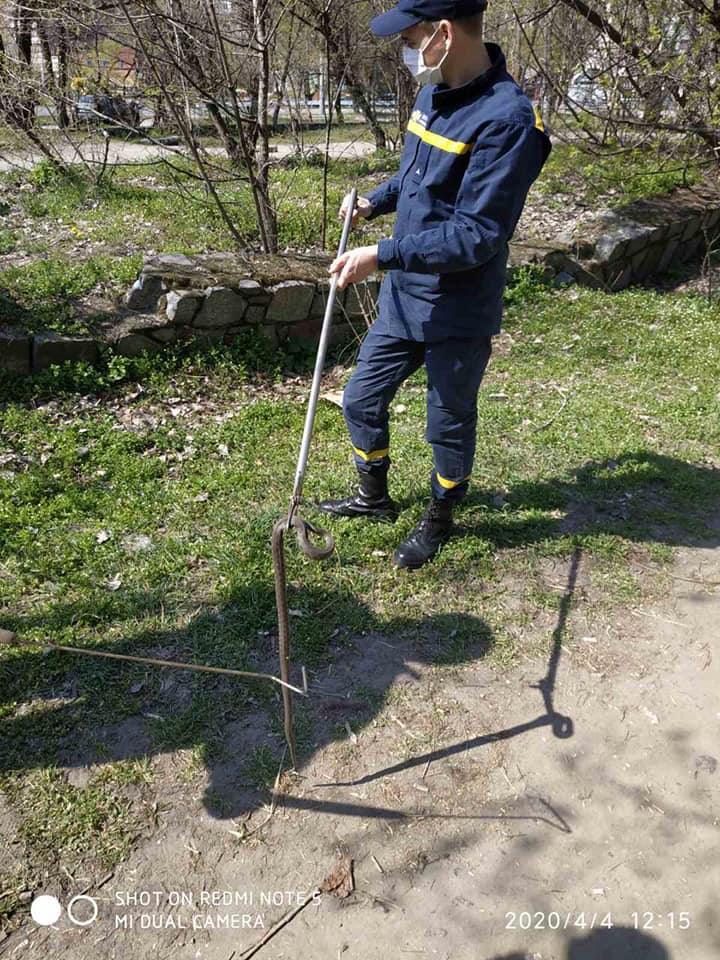 На набережной спасатели обнаружили 20 змей. Новости Днепра