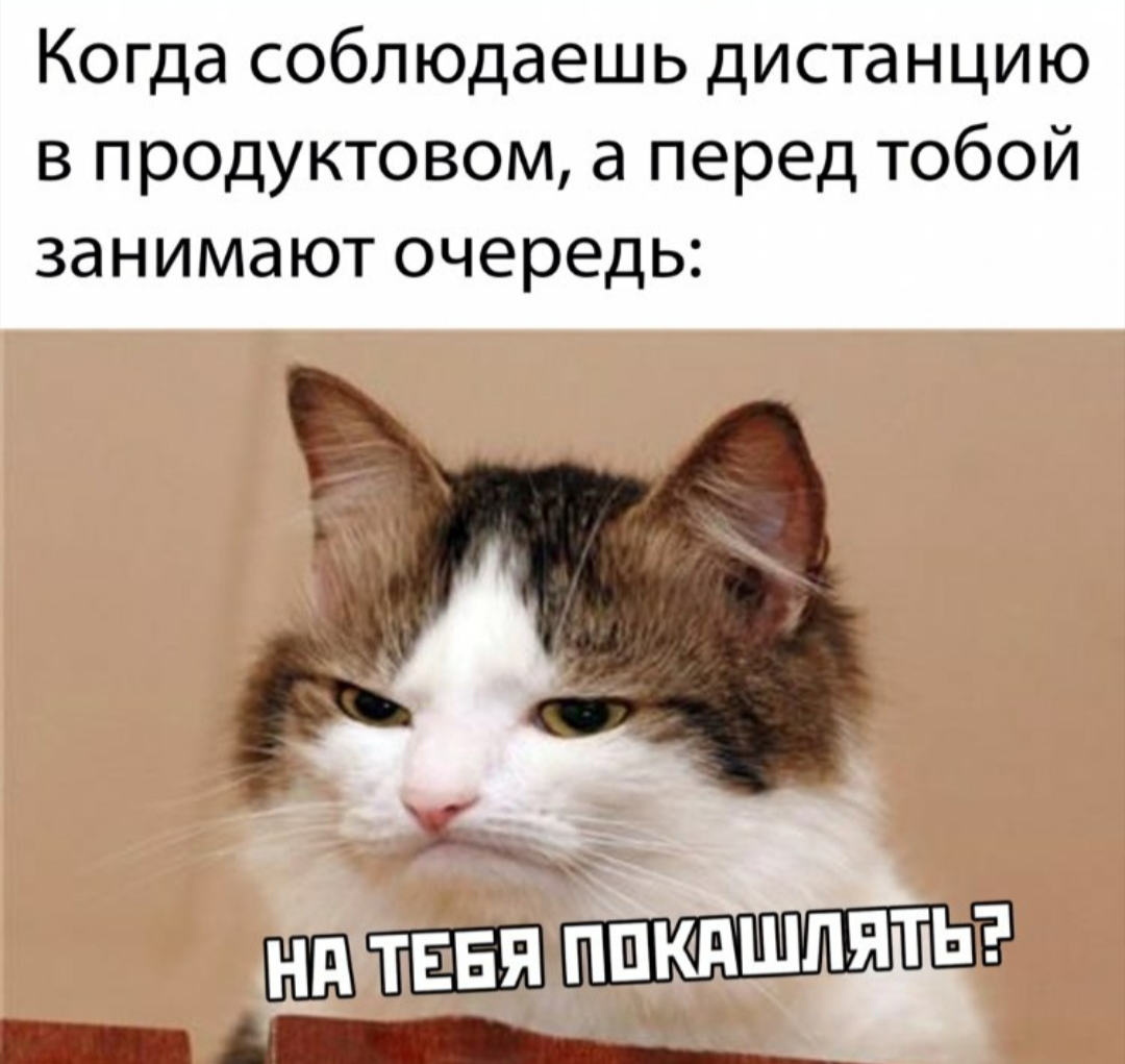 Коронавирус в Украине: топ-10 кошачьих мемов