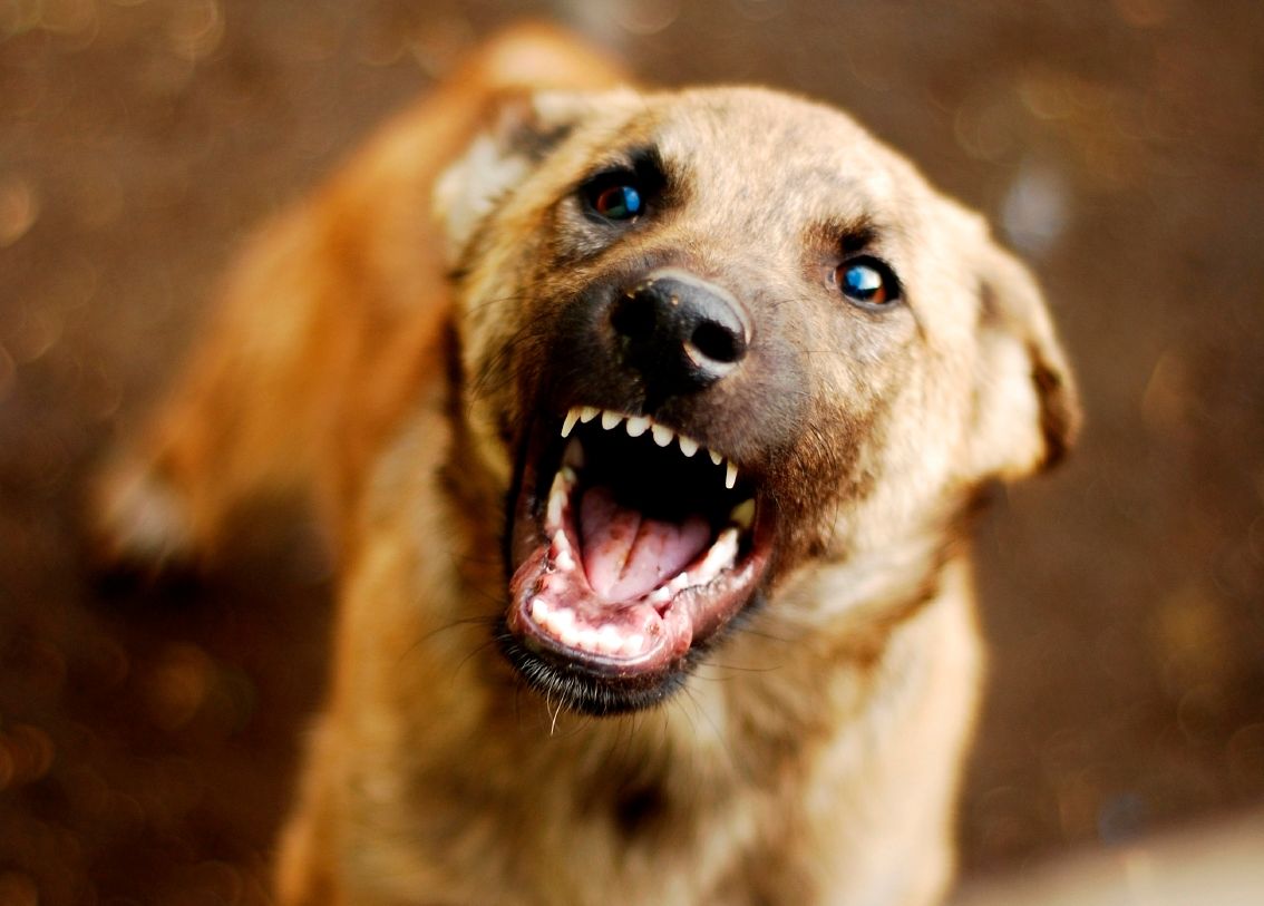 Собака с золотыми зубами