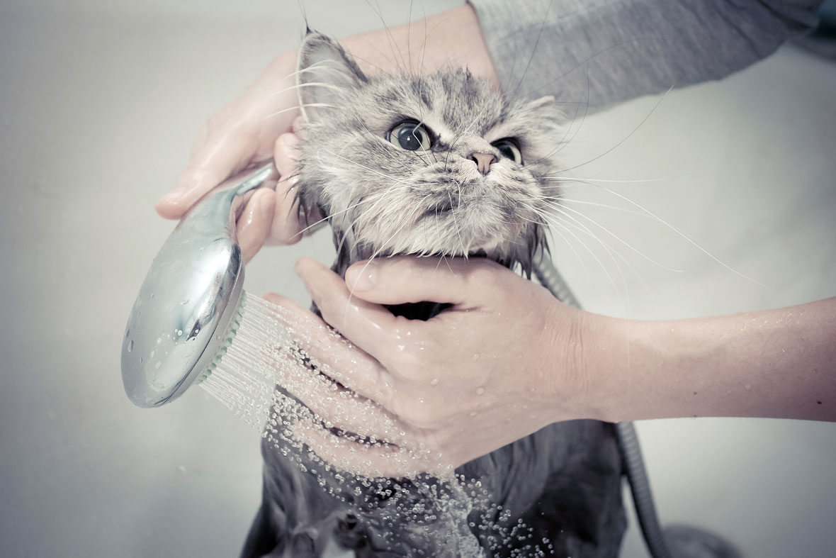 Можно мыть кота мылом. Мытье кошки. Помытый котенок. Кота моют. Котик моется.