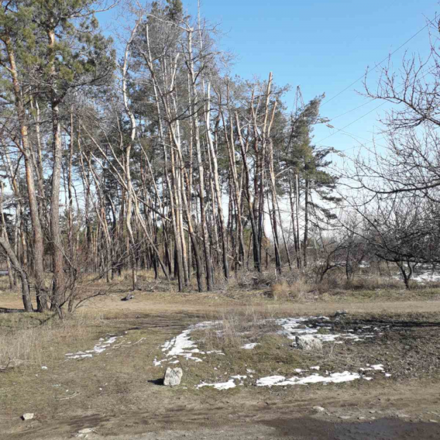 Удастся ли жителям Днепра спасти лес на Северном
