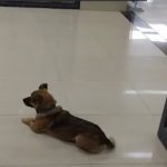 Хатико эпохи коронавируса: собака три месяца ждала хозяина из больницы (видео)