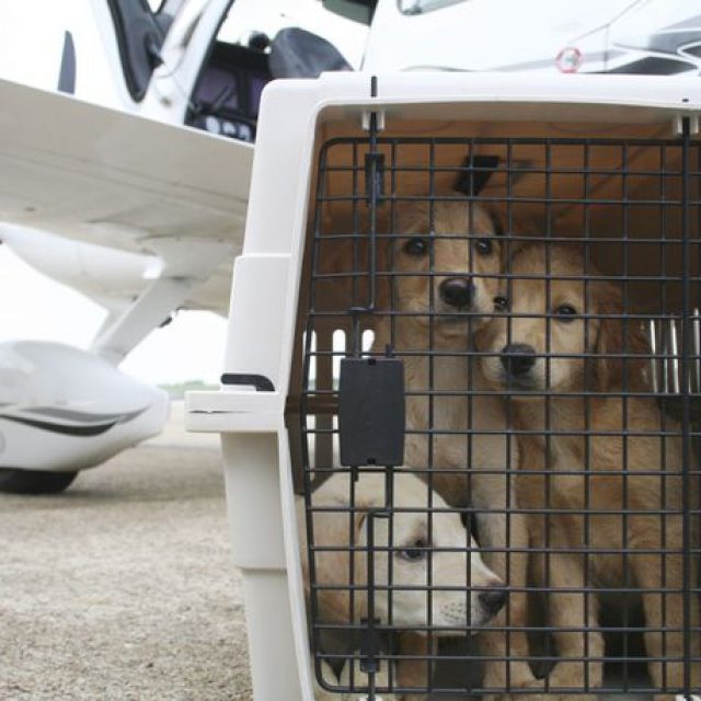 В самолете Киев - Торонто от удушья погибли почти 40 щенков