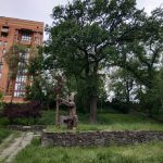 В центре Днепра спасают 200-летние козачьи растения