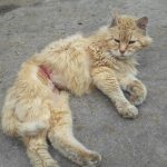 В Днепре раненый живодером кот гниет заживо: видео