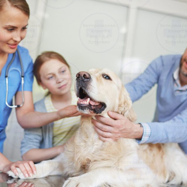 В Днепре за 68 миллионов появится собачья клиника
