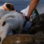 Хвостатые санитары: в Днепре собачья бригада убирает набережную (видео)