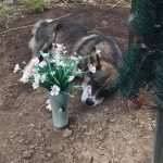 Три года душераздирающей скорби: на Днепропетровщине пес живет на могиле хозяина
