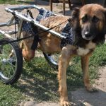 В Днепре спасли собаку с переломом позвоночника