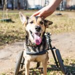 В Днепре новый дом строят для собак-колясочников, переживших насилие: видео