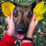 Днепровская собака стала популярной в соцсетях: фото, видео