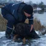 В Днепре собака провалилась под лед: фото