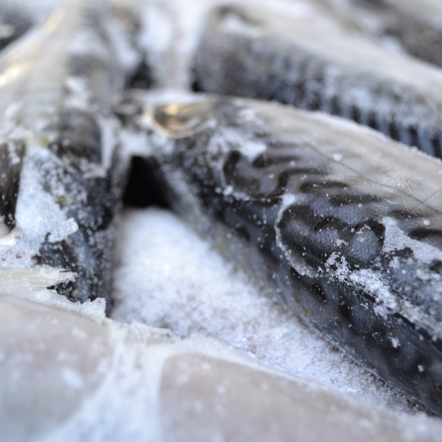 Как выбрать замороженную рыбу