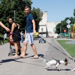 В Днепре появятся новые площадки для выгула собак