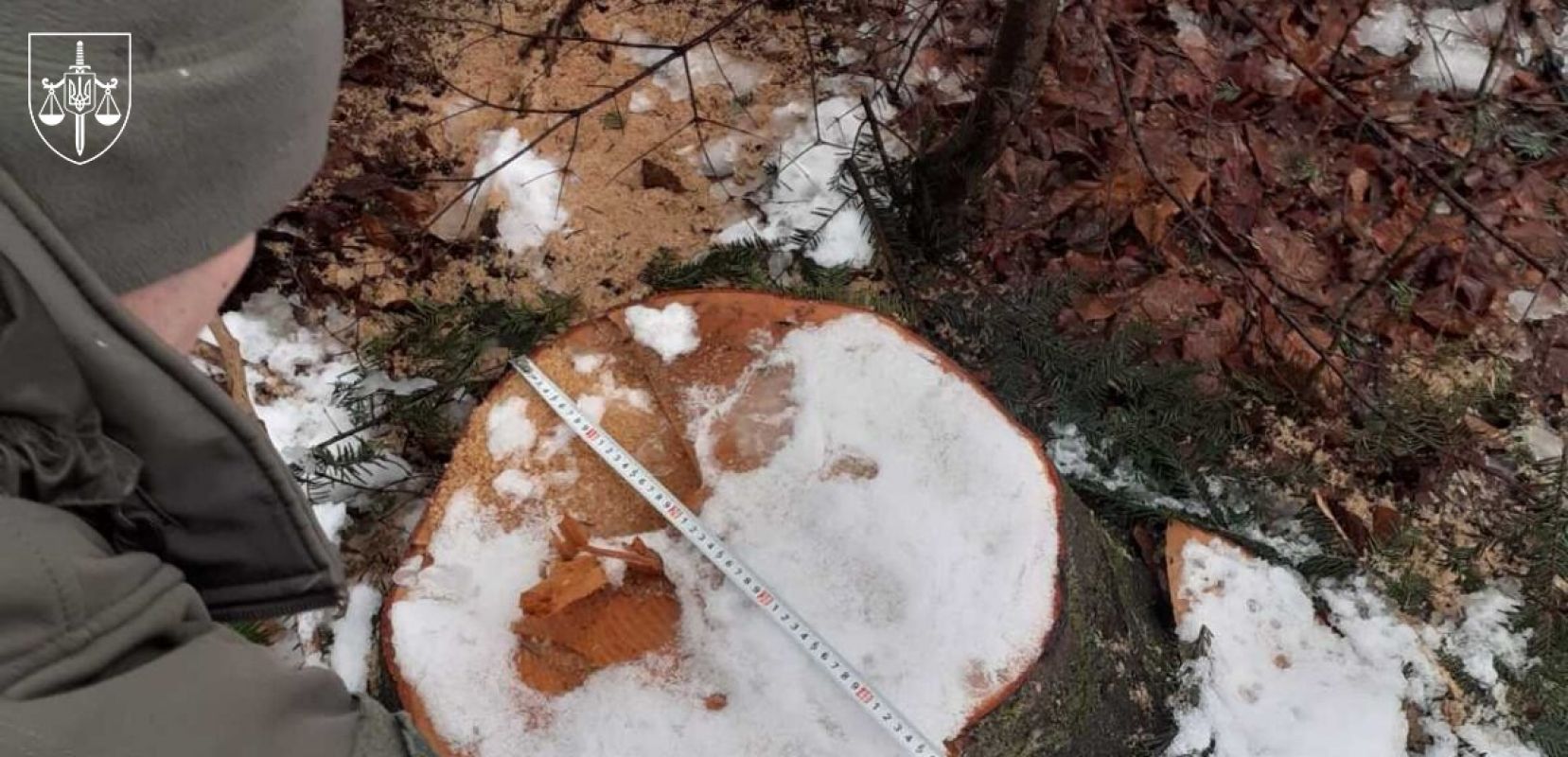 Екскерівник ДСНС організував незаконну порубку сотні дерев у заказнику «Чорний ліс»