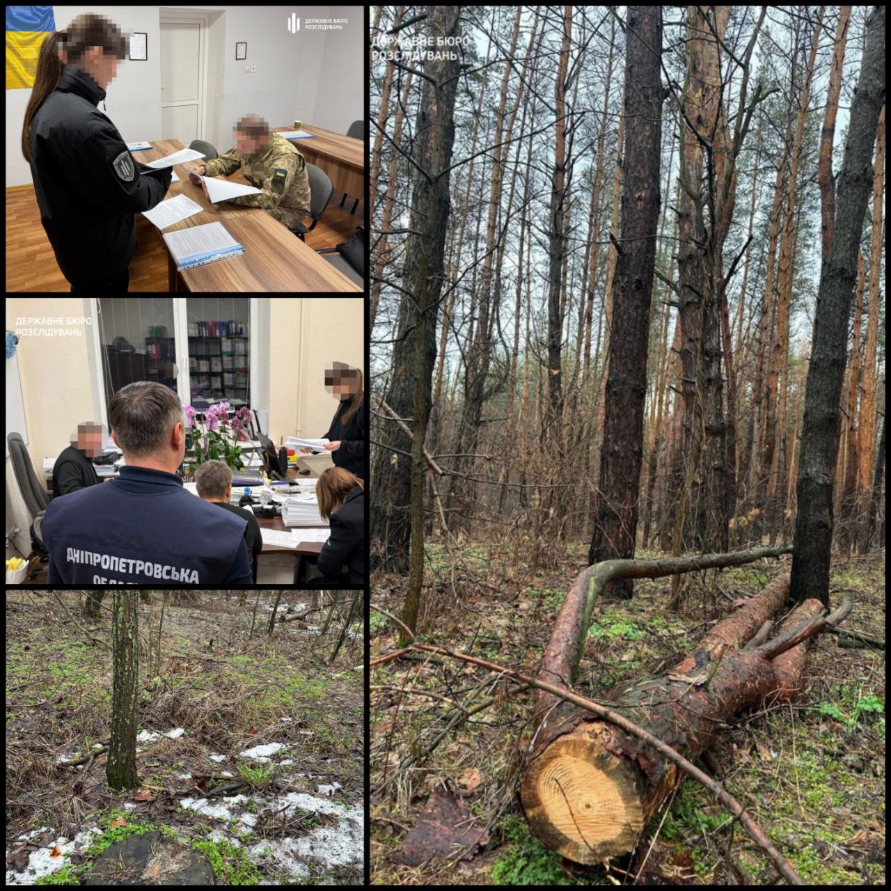 Екскерівник Дніпровського лісгоспу отримав підозру через незаконну вирубку дерев біля Обухівки на понад 22 млн грн