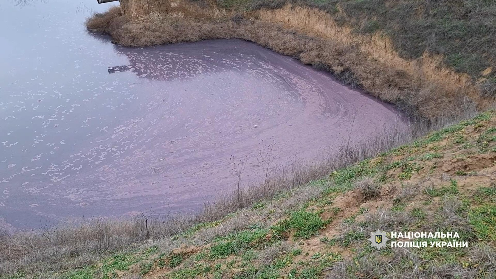 Директор виноробного заводу на Одещині забруднив землі стічними водами та відходами виробництва