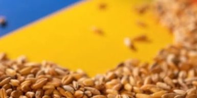 Фінляндія виділила 5 млн євро на підтримку експорту українського зерна до найбідніших країн Африки