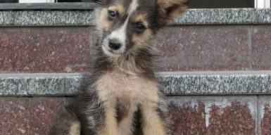 Днепровский «Зооконтроль» призывает подарить собаке чип на Новый год