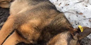 В Днепре расстреляли собаку: фото