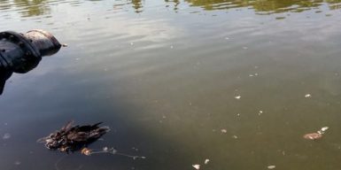 Чиновник из горсовета Днепра рассказал, почему умирают утки в озере парка Глобы