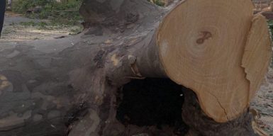 Зачем спилили деревья на Короленко в Днепре
