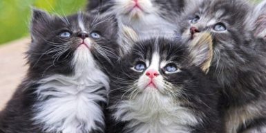 Бизнес на котиках: в Днепре перекупают животных и бросают на произвол судьбы
