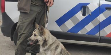 В Днепре пропала избитая хозяйка украденной собаки