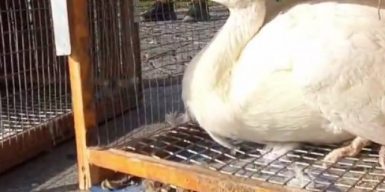 В яхт-клубе Днепра поселились лебеди: видео
