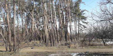 В Днепре гибнет лес на Северном: видео