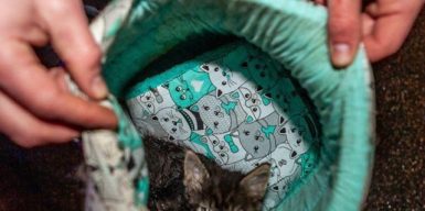 Трагедия на Малиновского в Днепре: что с котятами погибшей семейной пары