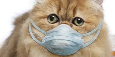 Коронавирус в Украине: коты спасают от болезни