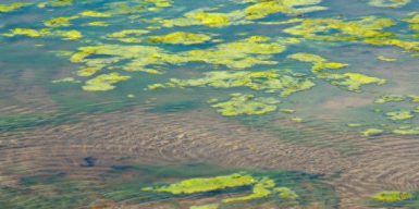 Почему цветет река Днепр и можно ли в ней купаться