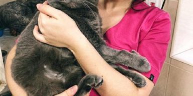 В Днепре хозяева бросили породистого кота в ветеринарной клинике: фото