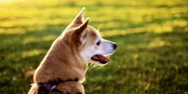 Днепровский ветеринар рассказал, как спасти собаку от теплового удара