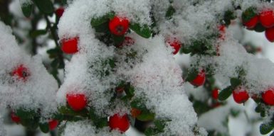 В Днепре Ботсад ДНУ поделился красивыми фото снежной зимы