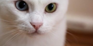 Днепровские ветеринары рассказали о самочувствии кота, обреченного хозяевами на смерть: видео