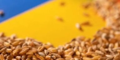 Єврокомісія розгляне пропозиції щодо експорту українського зерна