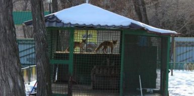 Днепровские лисицы переезжают в новый дом