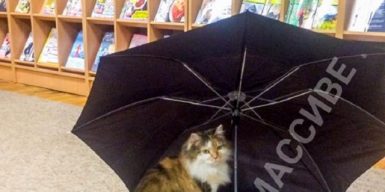В Днепре кошка Муся стала сотрудником библиотеки: фото
