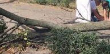 В центре Днепра на женщину упало дерево