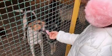 Десятилетняя днепрянка отказалась от подарков, чтобы помочь животным: фото