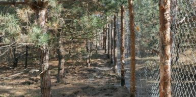 Днепровский лес, отданный в аренду бывшим губернатором планируют застраивать: фото