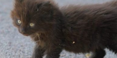 Днепровские волонтеры спасли из колонии 36 котов