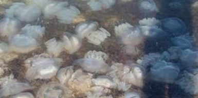 В Бердянске рассказали, что будут делать с медузами