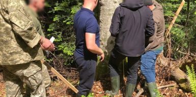 На Буковині судитимуть трьох лісників за незаконну вирубку деревини цінних порід на 3,7 млн грн